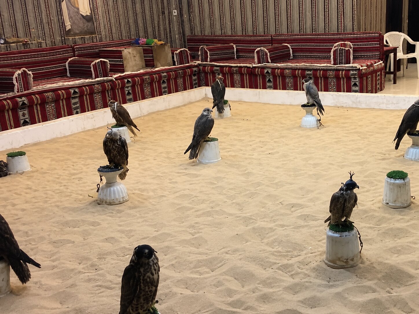 A Bunch Of Falcons Inside A Falcon Souq