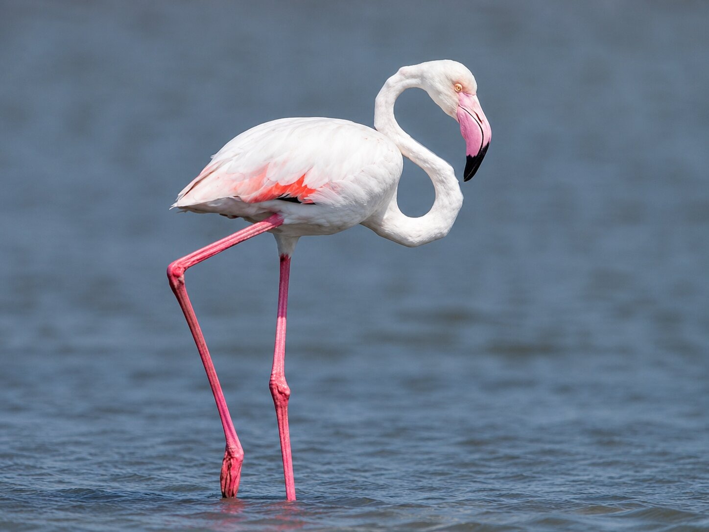 A Greater Flamingo Looking For Food In The Water