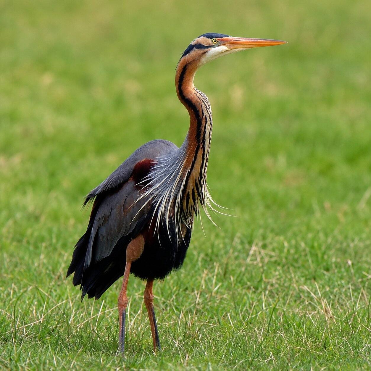 A Purple Heron Looking At A Distance