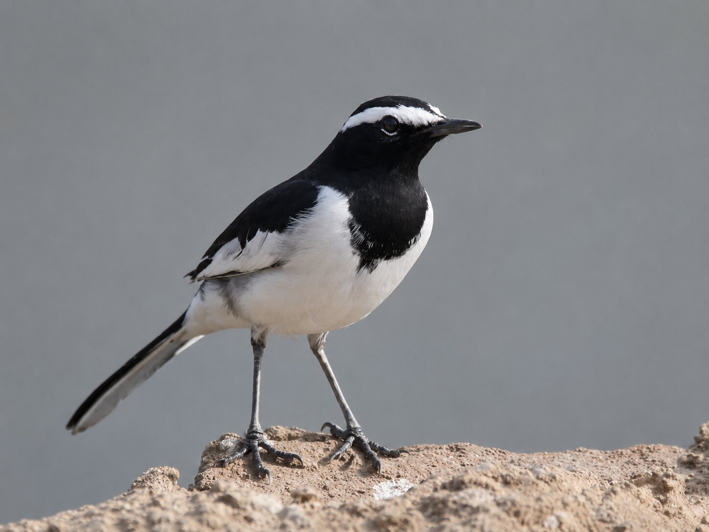 A White And Black Wagtail