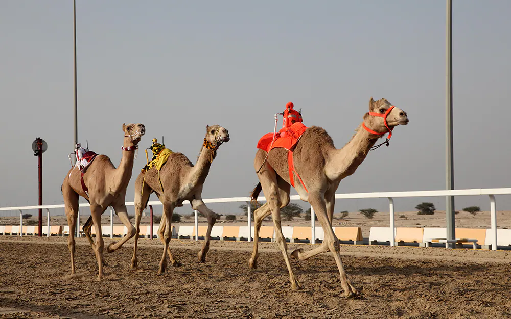 Camel Racing in Qatar