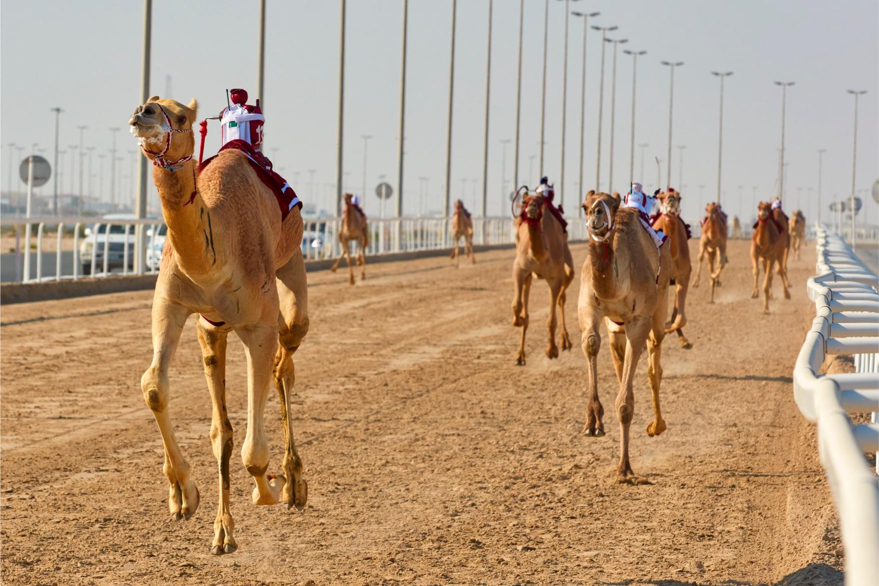 Camel Racing with Robot Jockeys