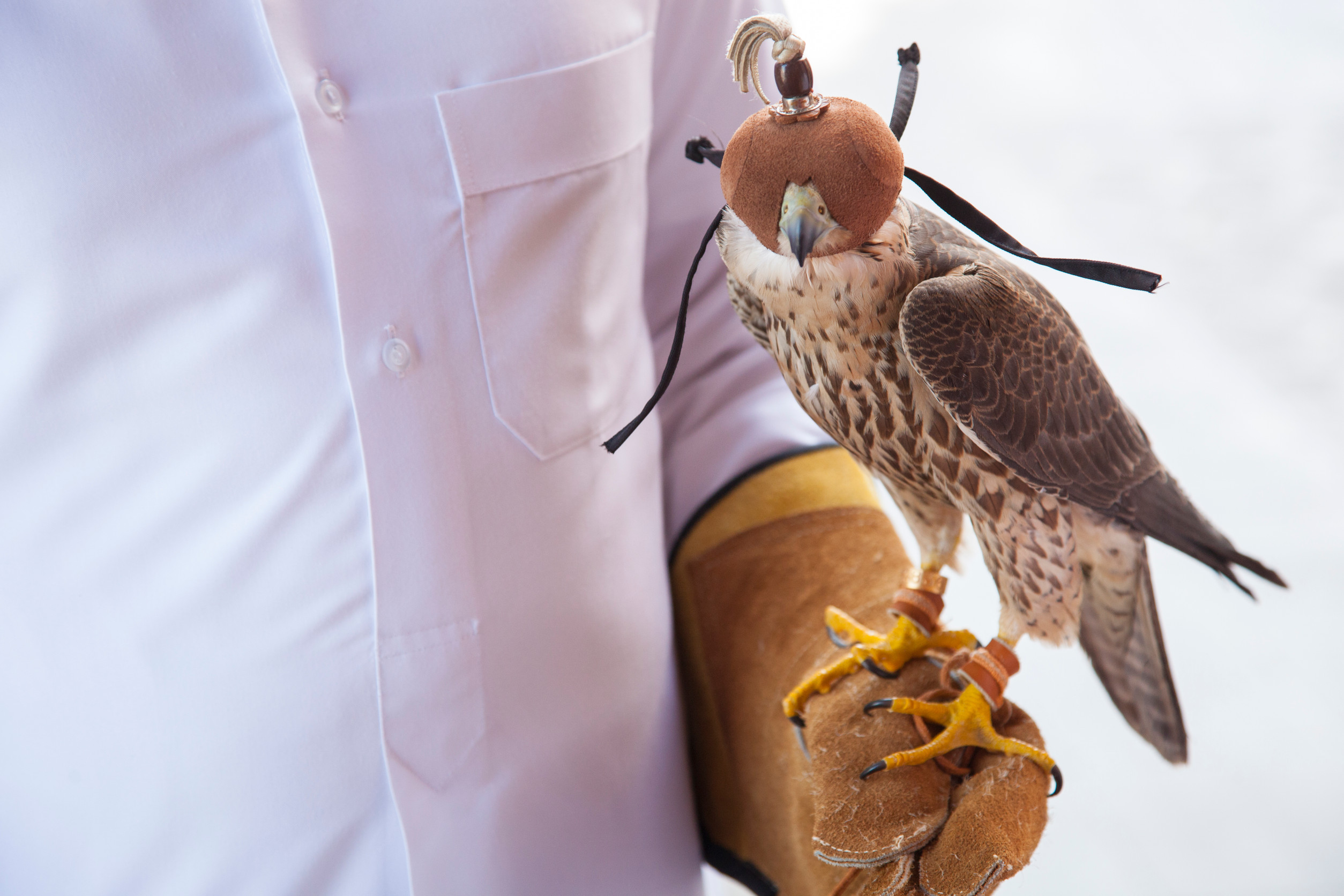 Falcon resting on the trainer&rsquo;s hand