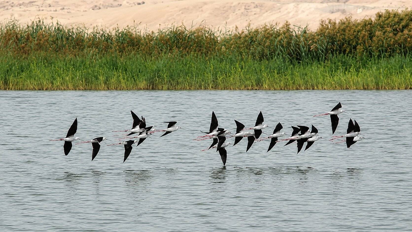 Lapwings Flying Over A Lake In Qatar