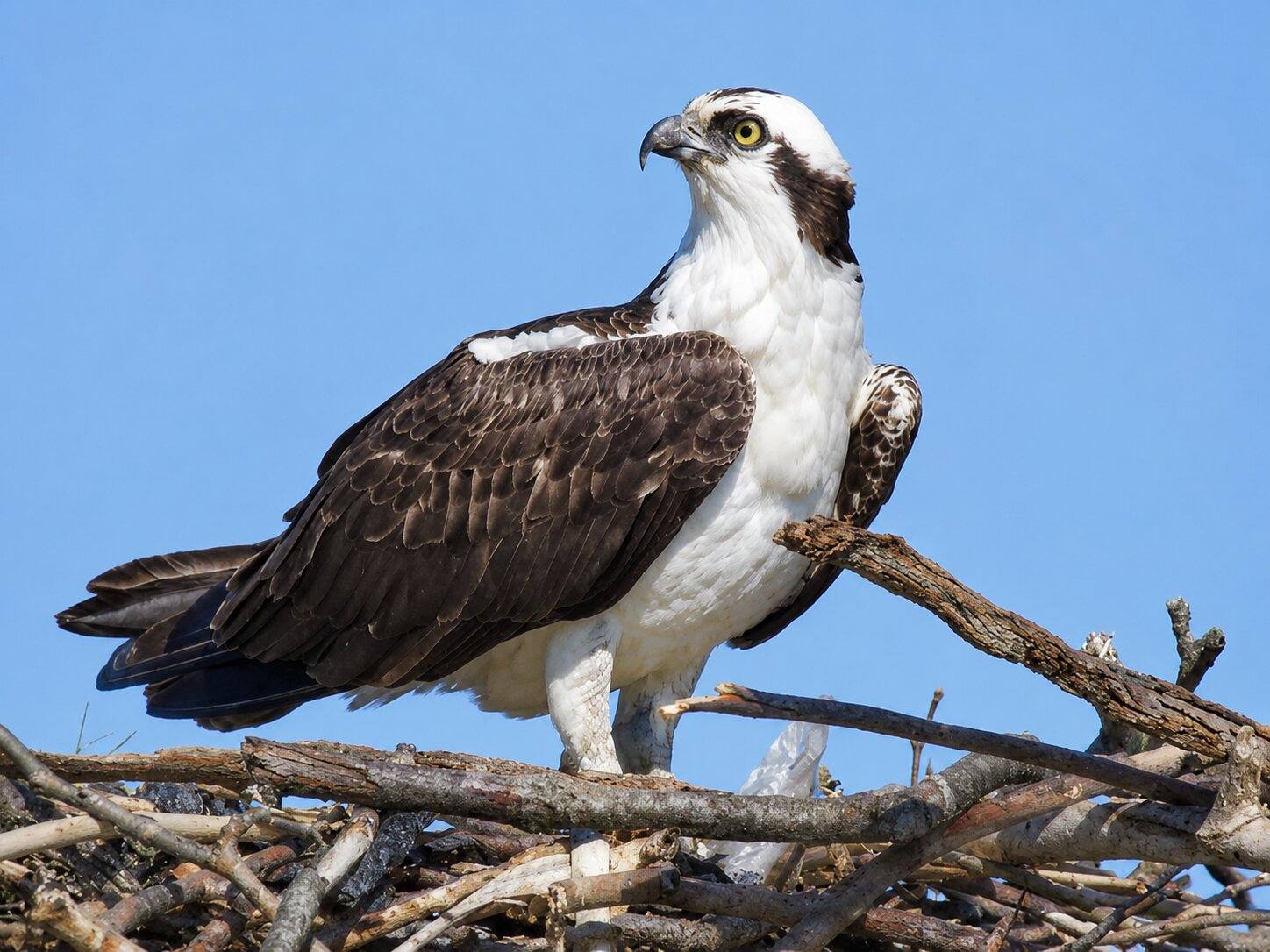 Osprey Waiting To Be Fed At Its Nest