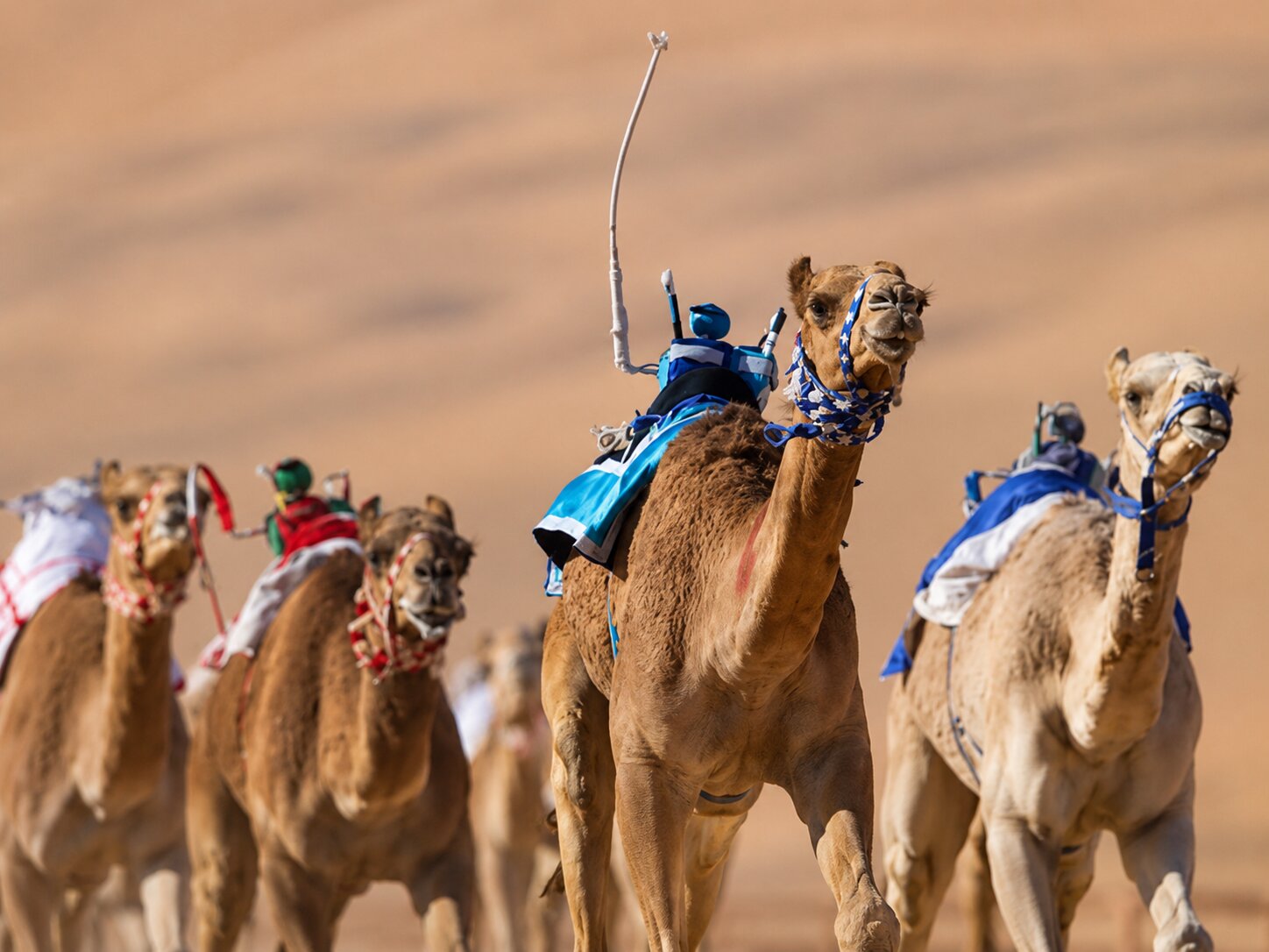 Robot Camel Jockeys In Al Shahaniya