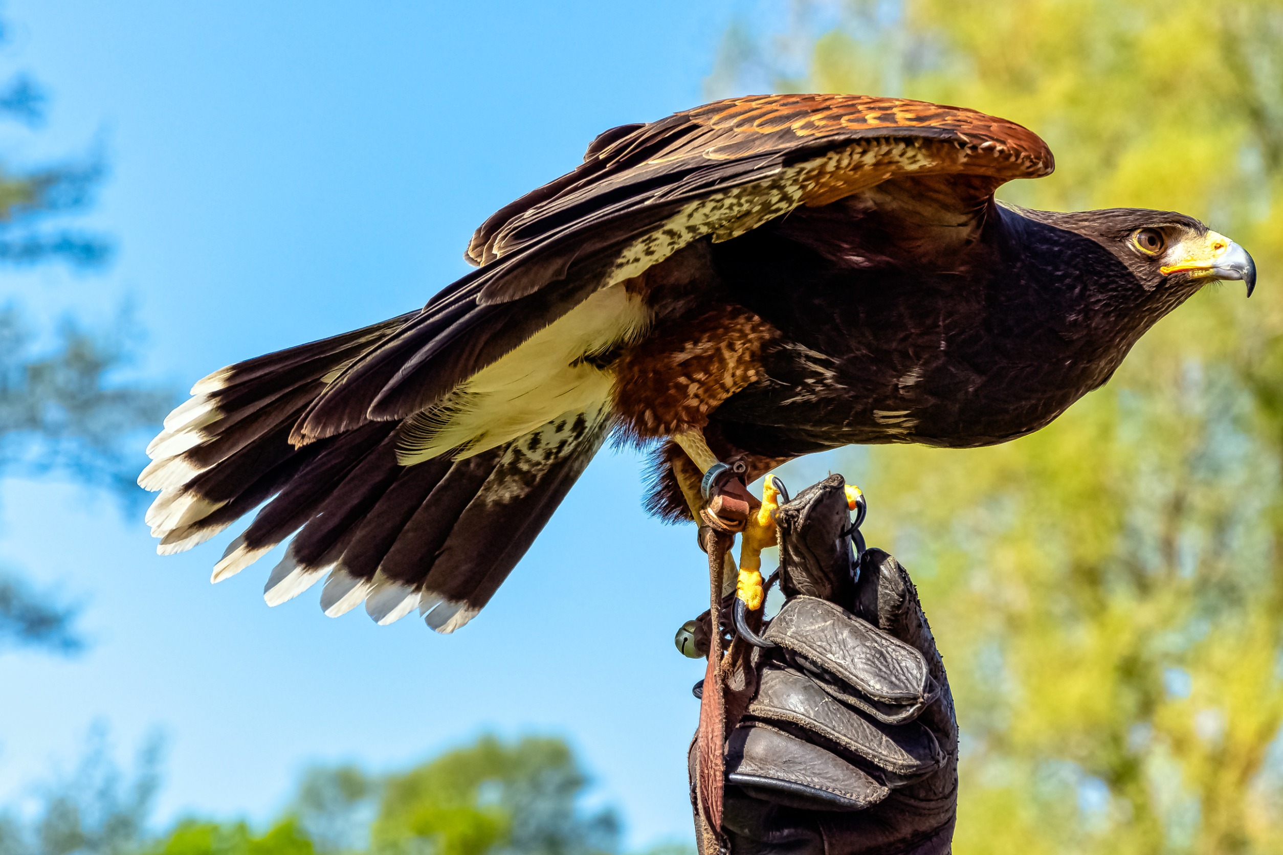 The Ancient Sport of Falconry