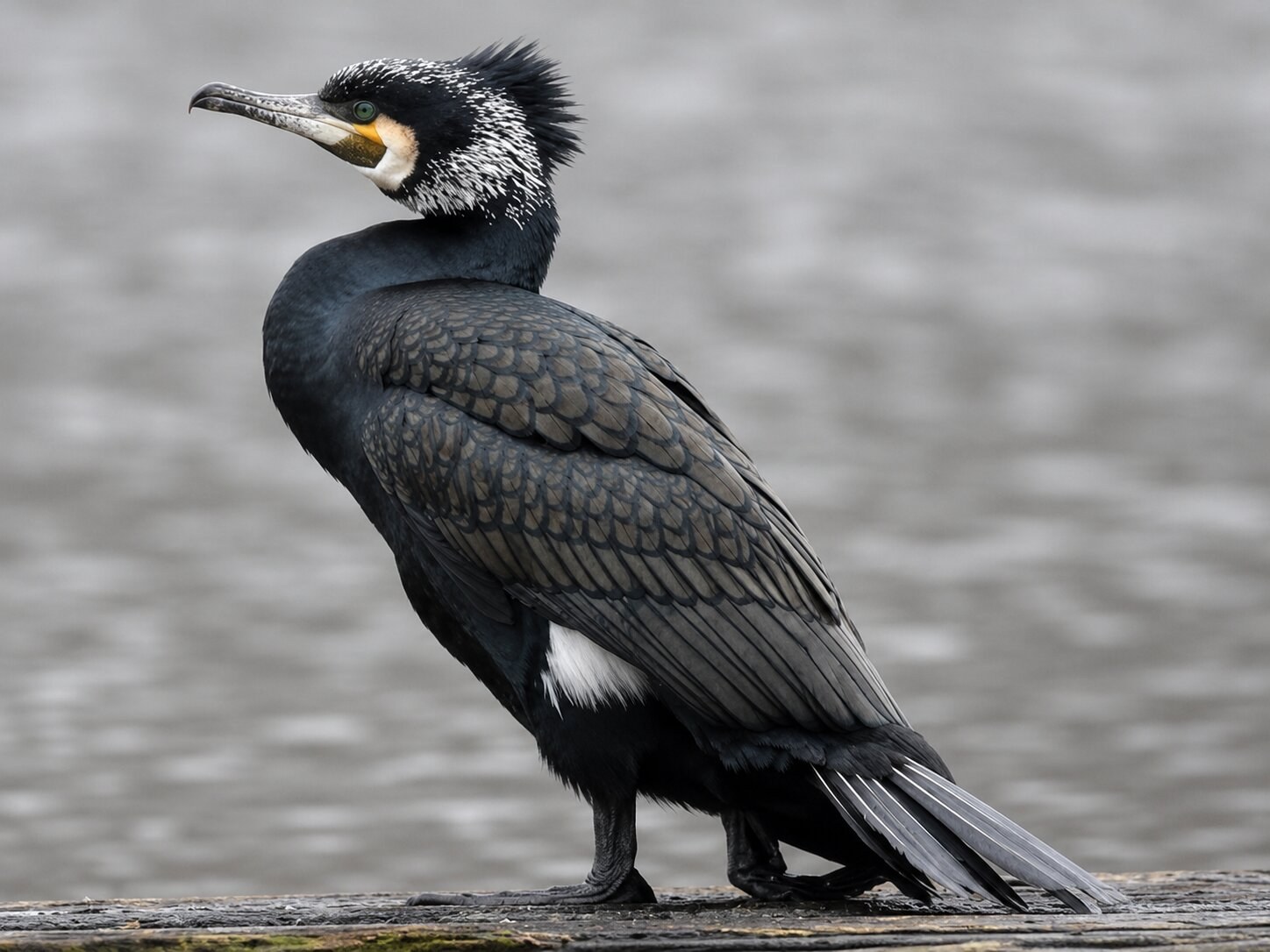 The Great Cormorant Is Present At Lakes In Qatar