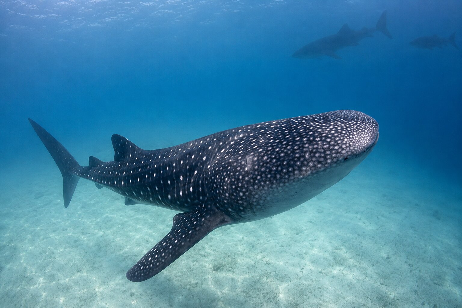 Whale Sharks Have Been A Common Experience In Qatar